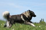 SARPLANINAC 075